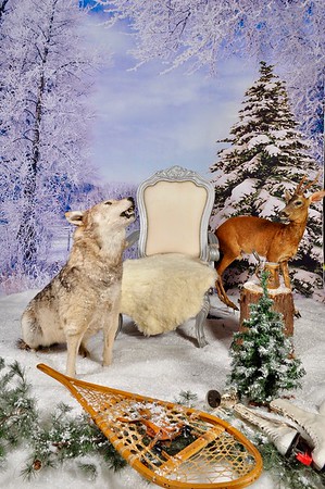 phototheatre-christmas wolf-01-M